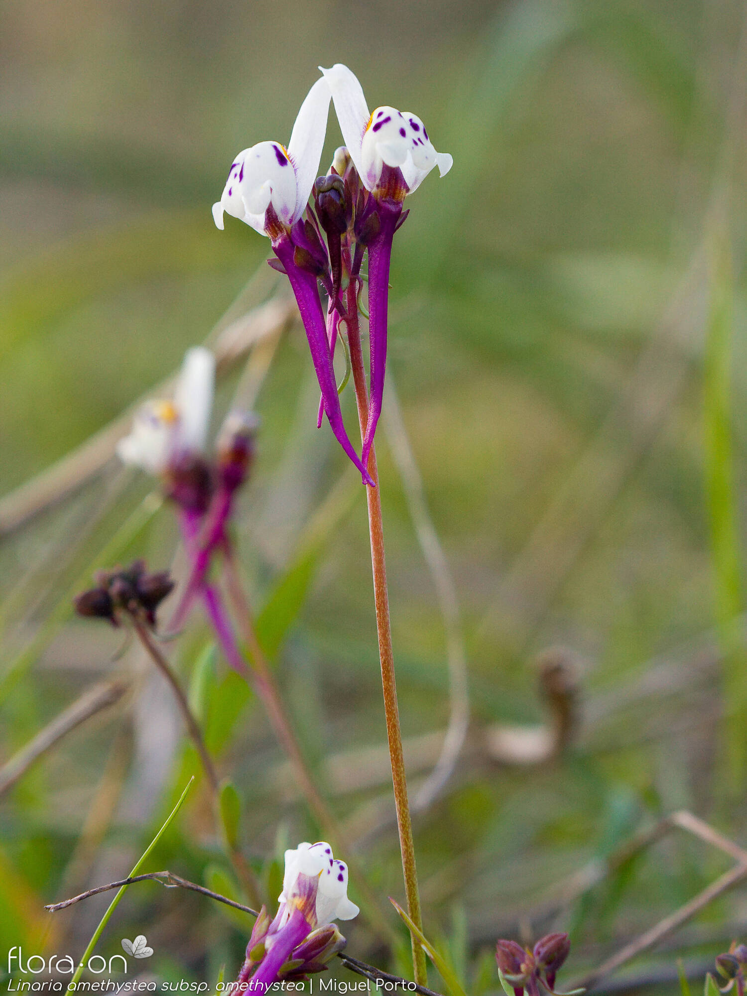 Linaria amethystea - Flor (geral) | Miguel Porto; CC BY-NC 4.0