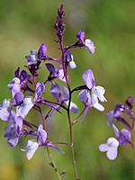 Linaria incarnata