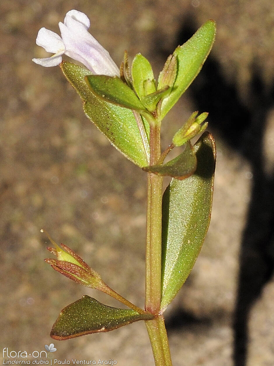 Linderniaceae