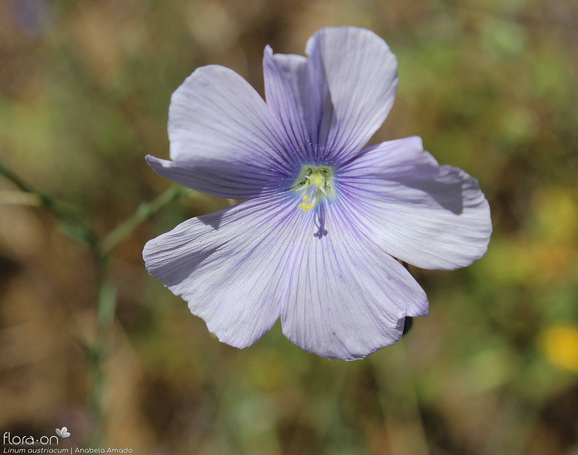 Linum austriacum - Flor (close-up) | Anabela Amado; CC BY-NC 4.0