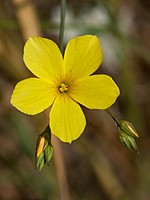 Linum trigynum