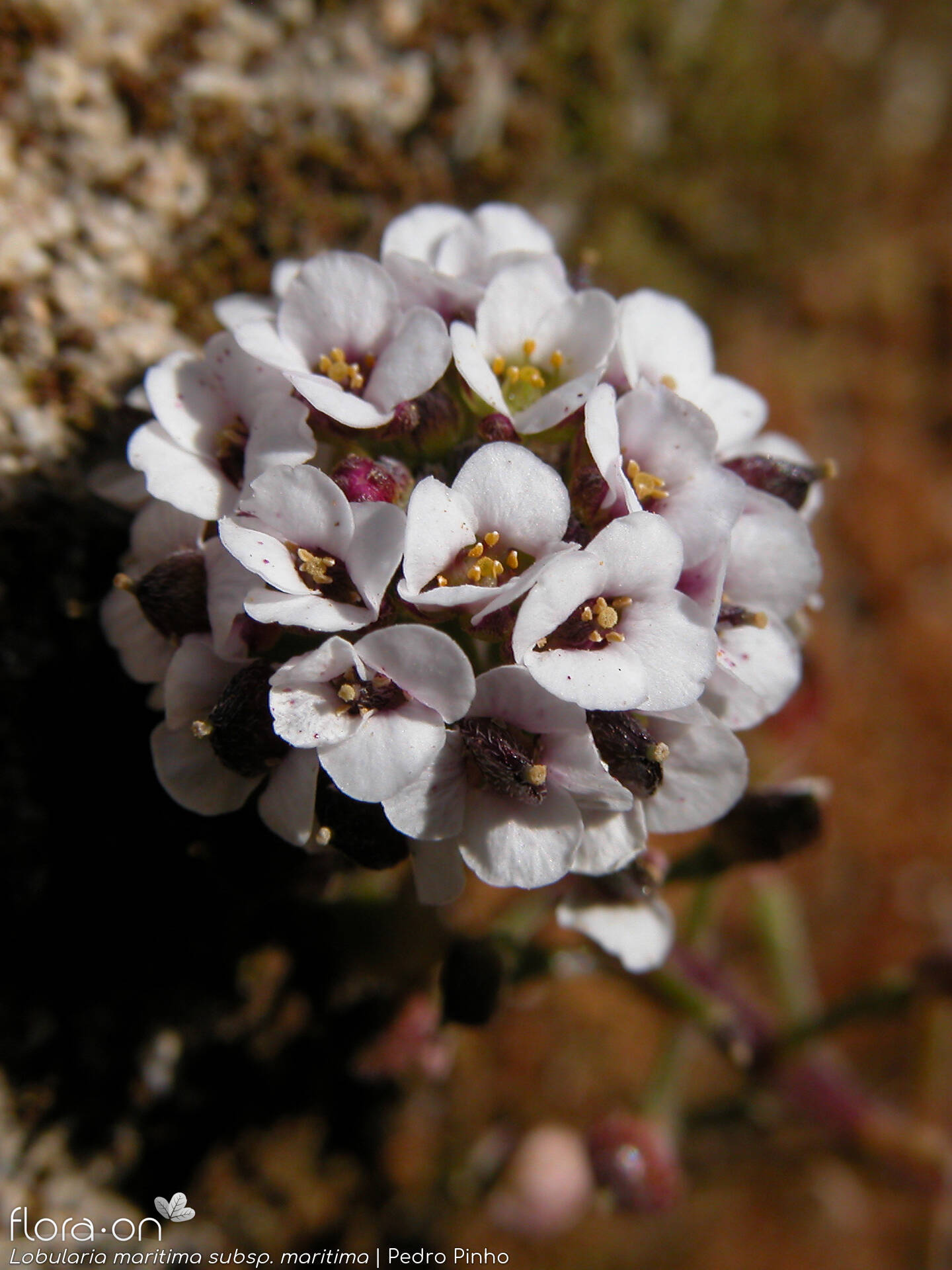 Lobularia maritima