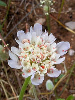 Lomelosia simplex