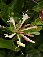 Lonicera periclymenum