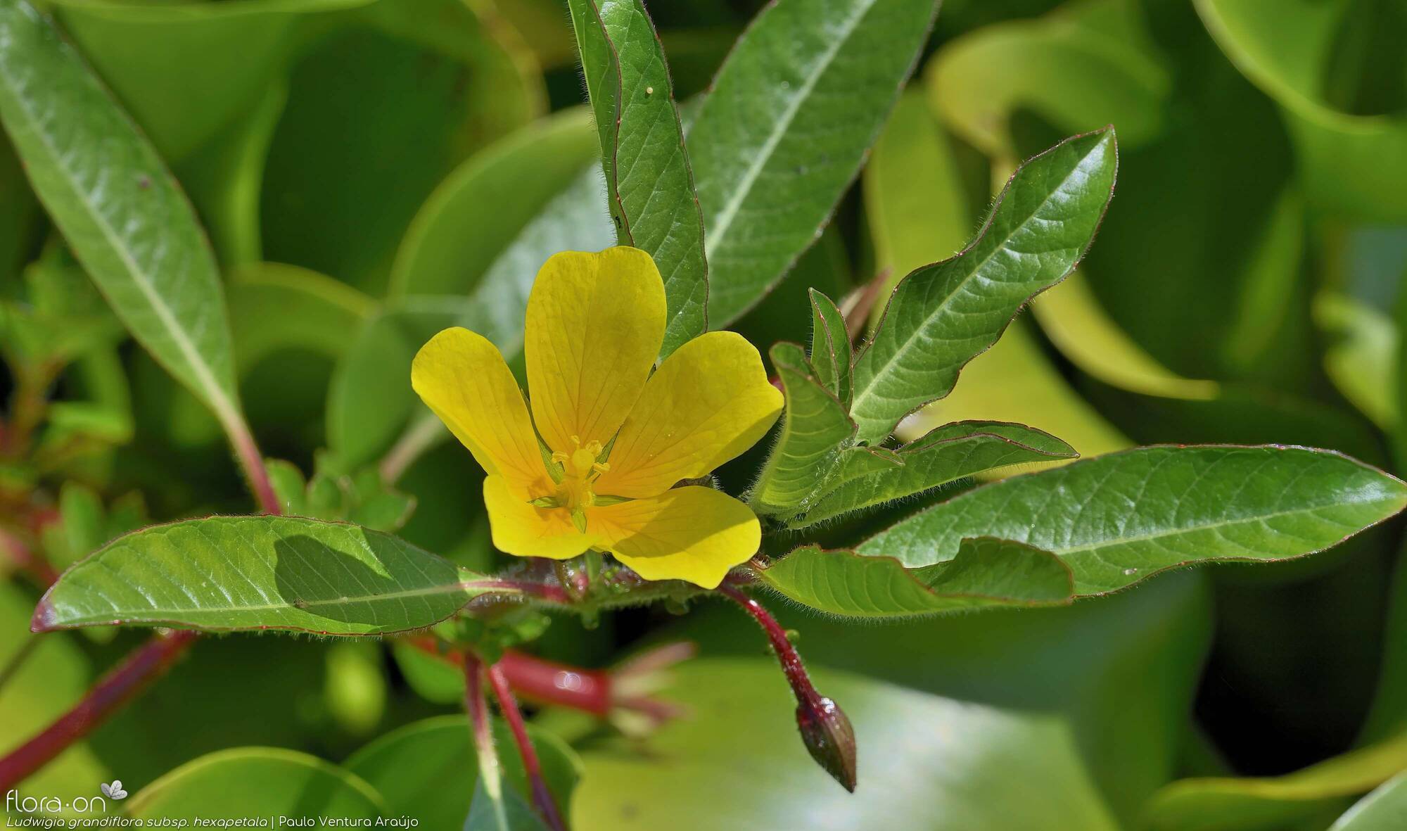 Ludwigia grandiflora hexapetala - Flor (close-up) | Paulo Ventura Araújo; CC BY-NC 4.0