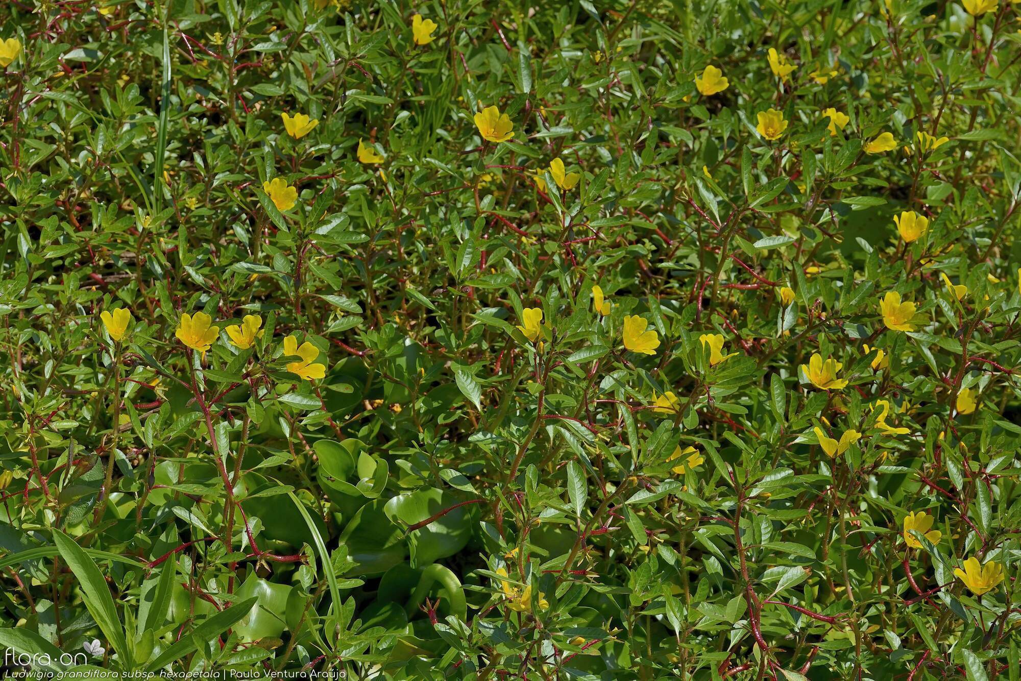 Ludwigia grandiflora hexapetala - Hábito | Paulo Ventura Araújo; CC BY-NC 4.0