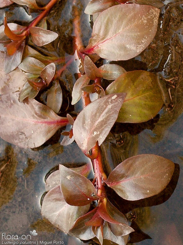 Ludwigia palustris - Folha | Miguel Porto; CC BY-NC 4.0