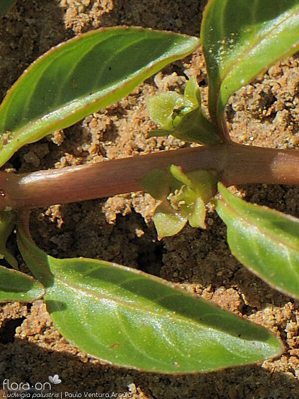Ludwigia palustris - Flor (geral) | Paulo Ventura Araújo; CC BY-NC 4.0