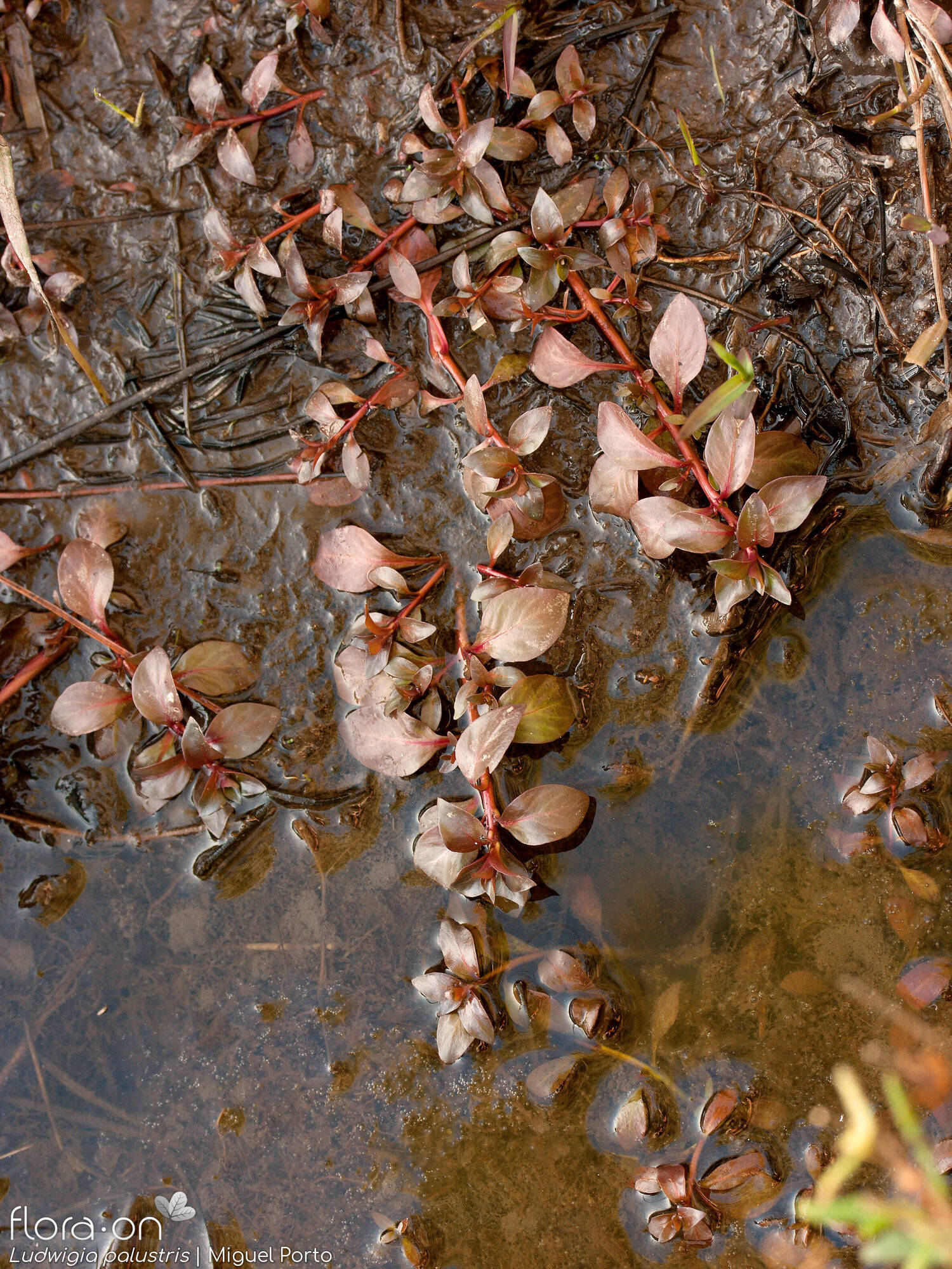 Ludwigia palustris - Hábito | Miguel Porto; CC BY-NC 4.0
