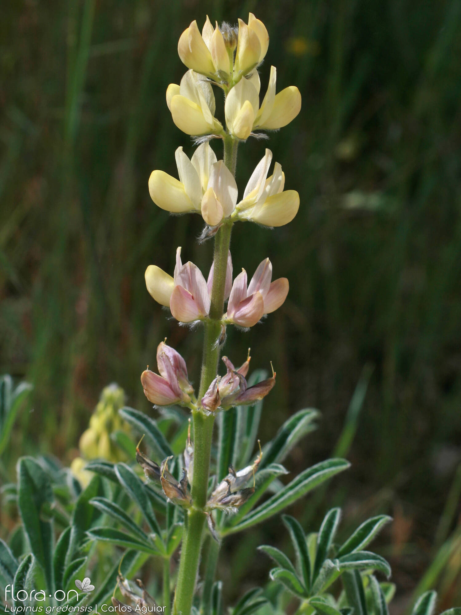 Lupinus gredensis - Flor (geral) | Carlos Aguiar; CC BY-NC 4.0