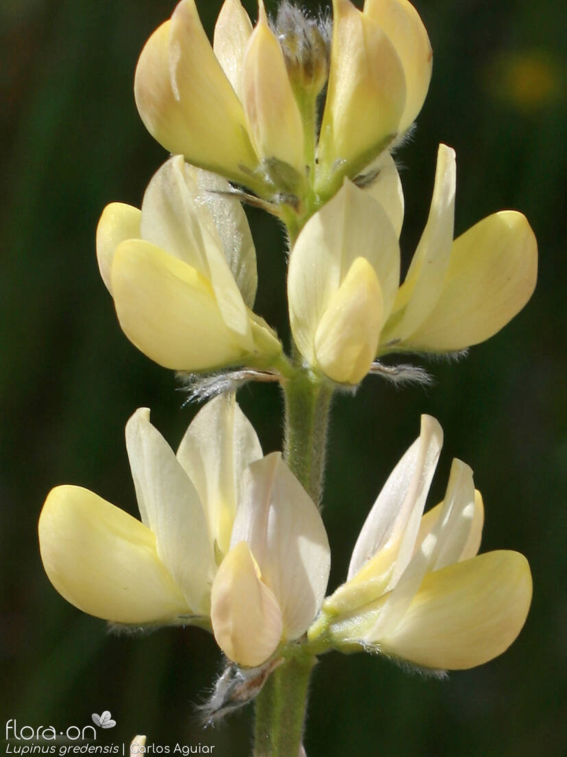 Lupinus gredensis - Flor (close-up) | Carlos Aguiar; CC BY-NC 4.0