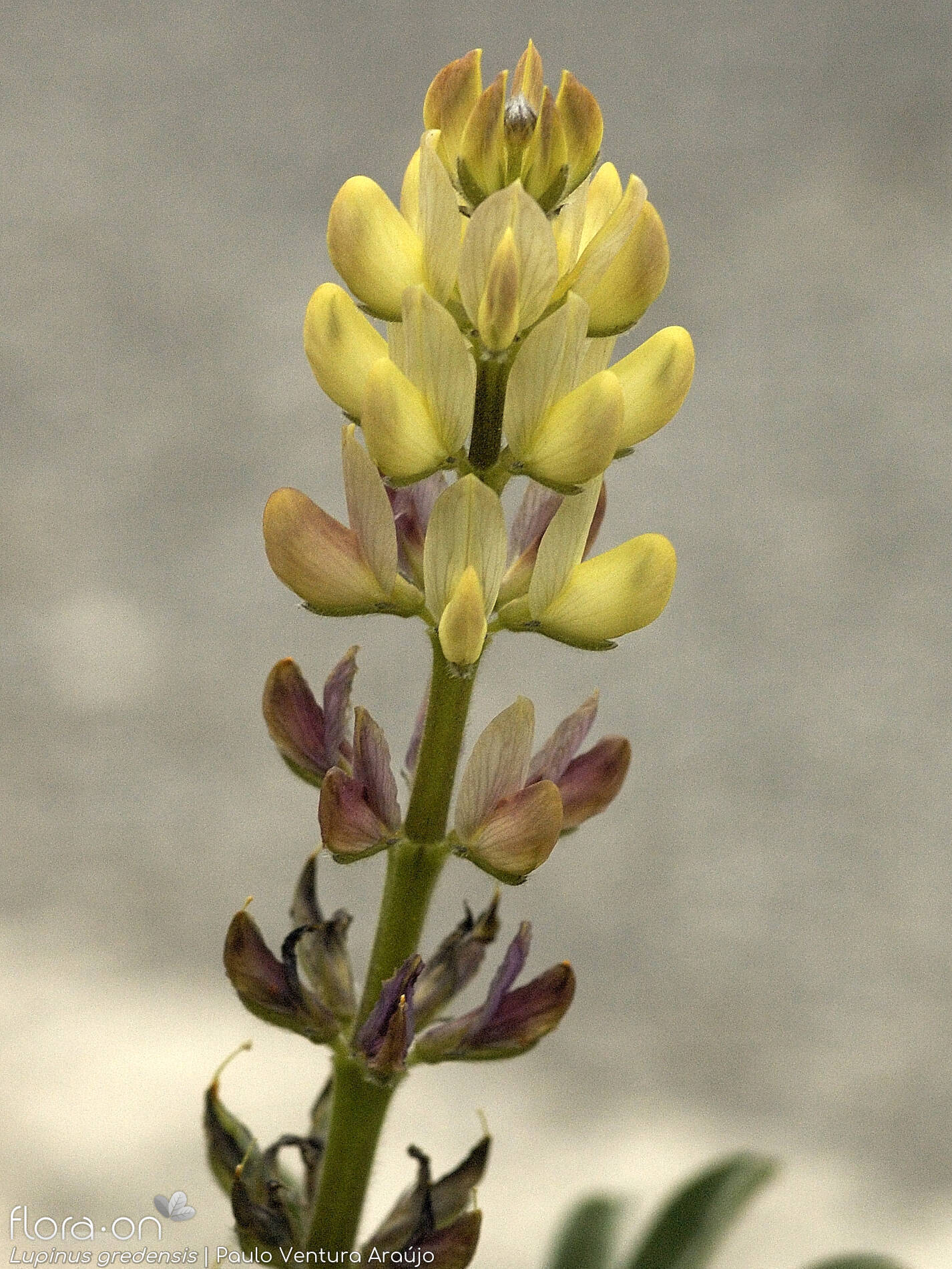 Lupinus gredensis - Flor (geral) | Paulo Ventura Araújo; CC BY-NC 4.0