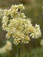 Luzula lactea