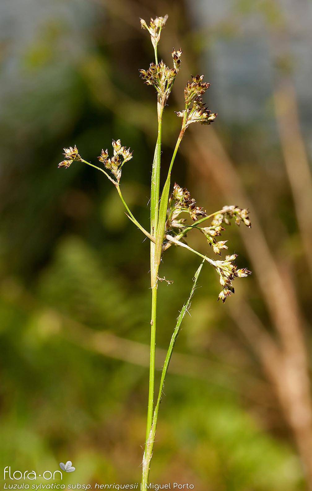 Luzula sylvatica henriquesii - Flor (geral) | Miguel Porto; CC BY-NC 4.0