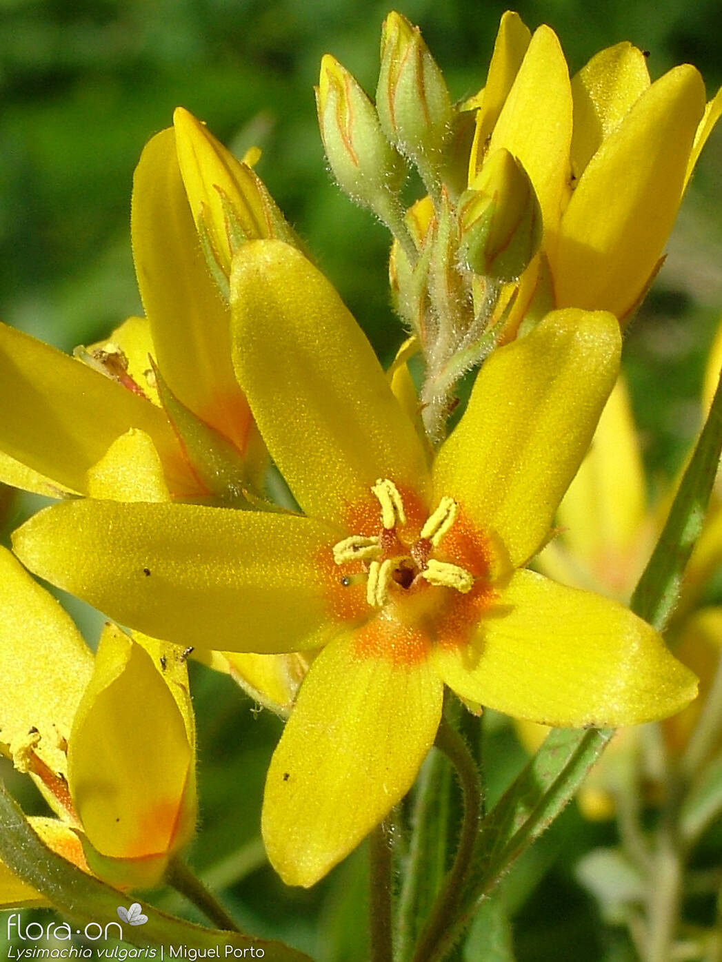 Lysimachia vulgaris - Flor (close-up) | Miguel Porto; CC BY-NC 4.0