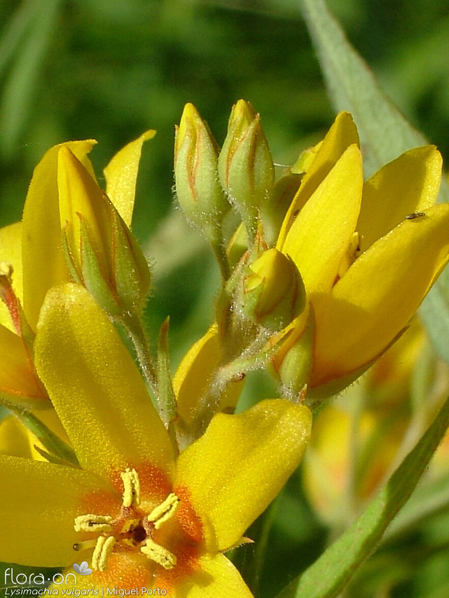 Lysimachia vulgaris - Flor (geral) | Miguel Porto; CC BY-NC 4.0