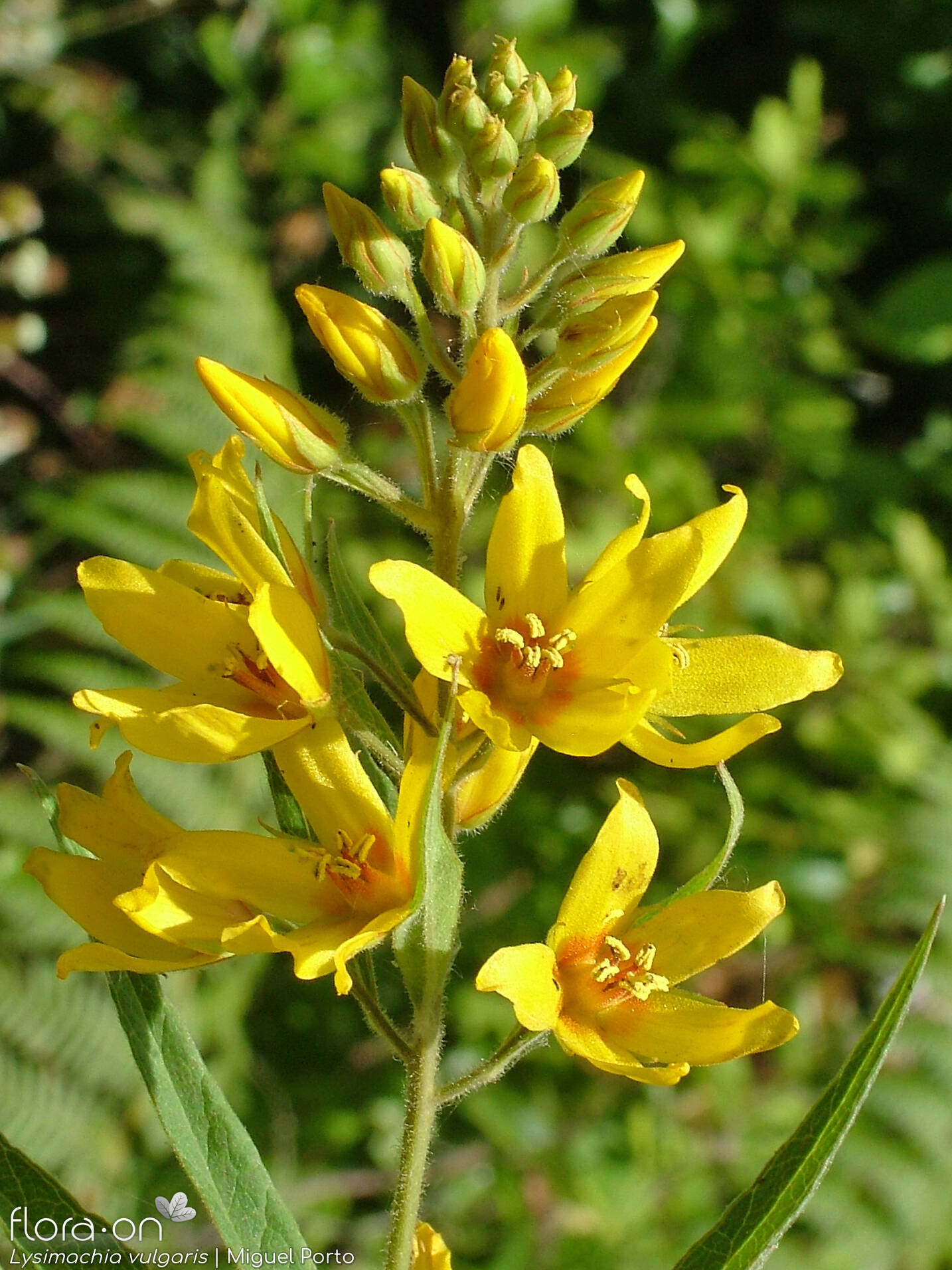 Lysimachia vulgaris - Flor (geral) | Miguel Porto; CC BY-NC 4.0