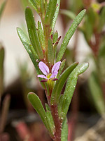Lythrum thymifolia