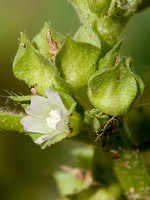 Malva parviflora