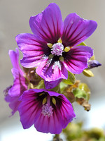 Malvaceae