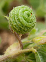 Medicago doliata