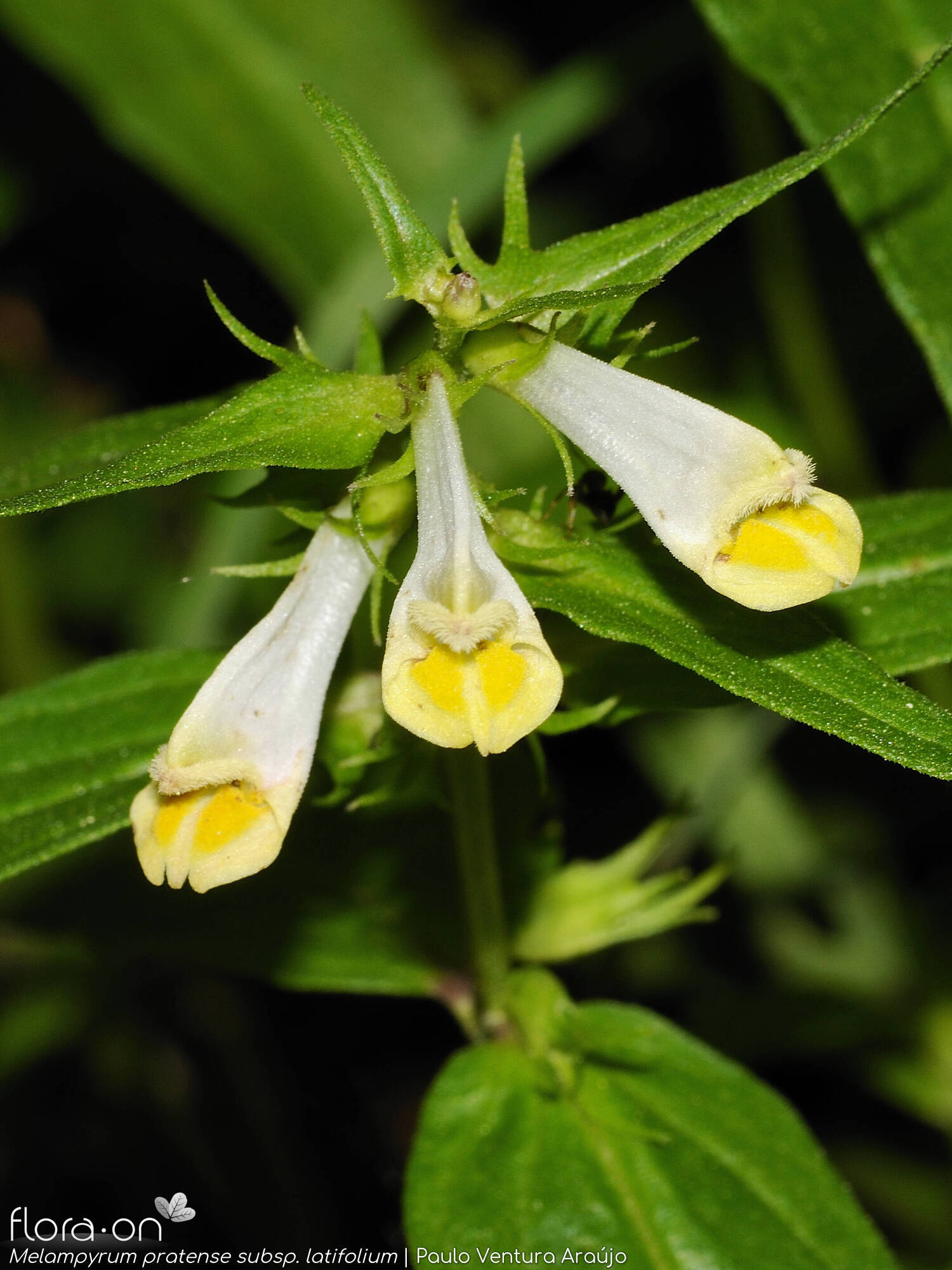 Melampyrum pratense latifolium - Flor (geral) | Paulo Ventura Araújo; CC BY-NC 4.0