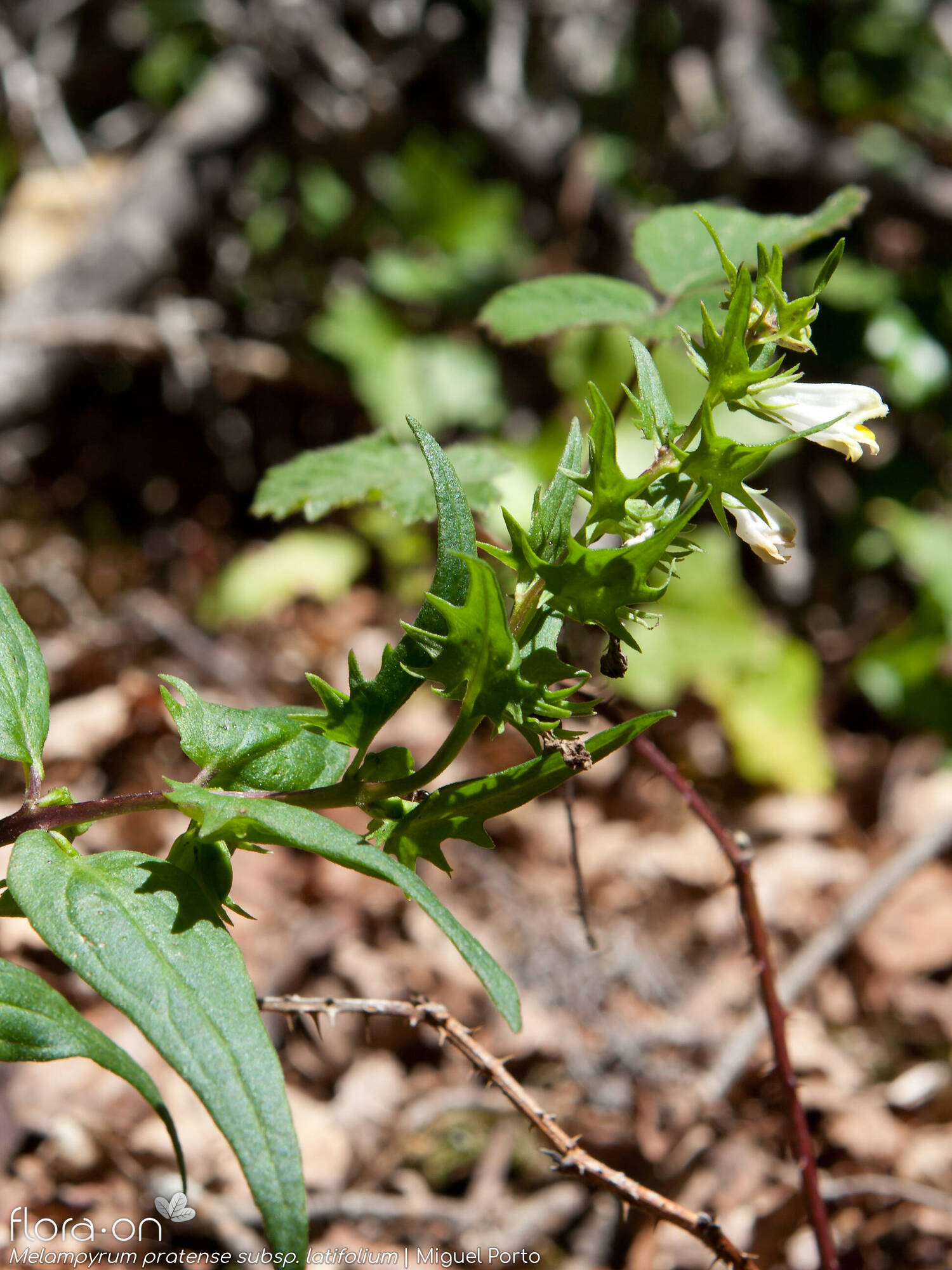 Melampyrum pratense latifolium - Hábito | Miguel Porto; CC BY-NC 4.0