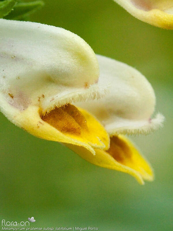 Melampyrum pratense latifolium - Flor (close-up) | Miguel Porto; CC BY-NC 4.0