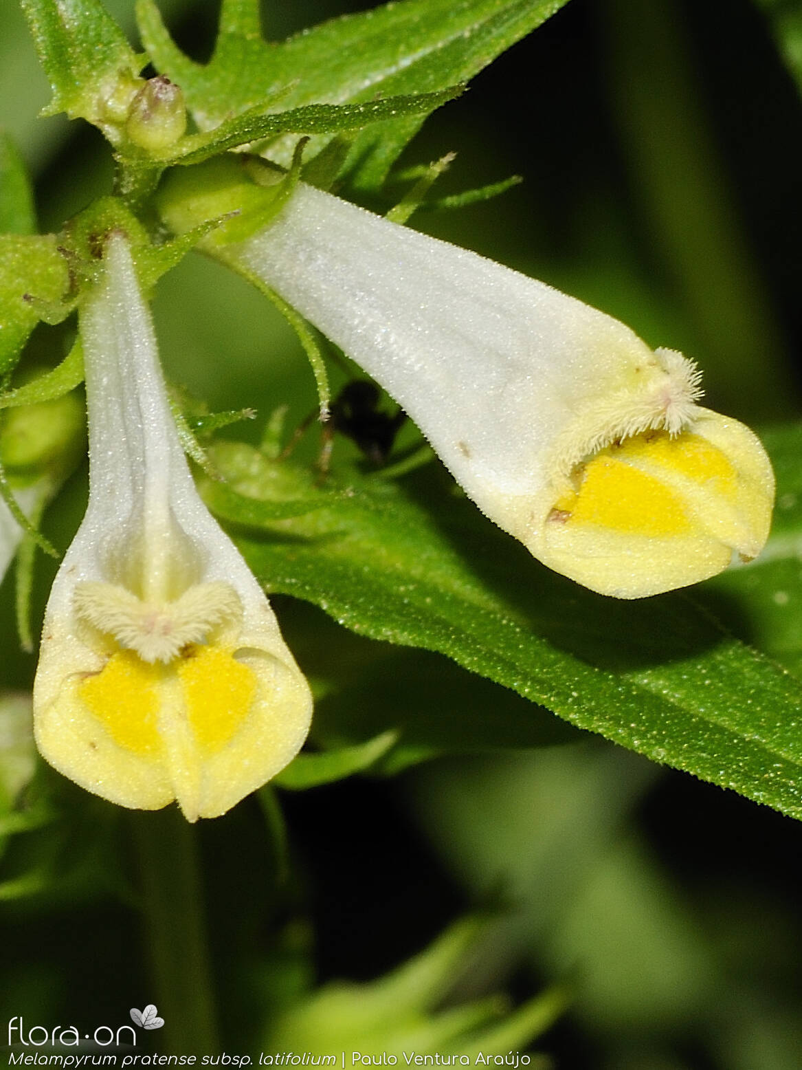 Melampyrum pratense latifolium - Flor (close-up) | Paulo Ventura Araújo; CC BY-NC 4.0