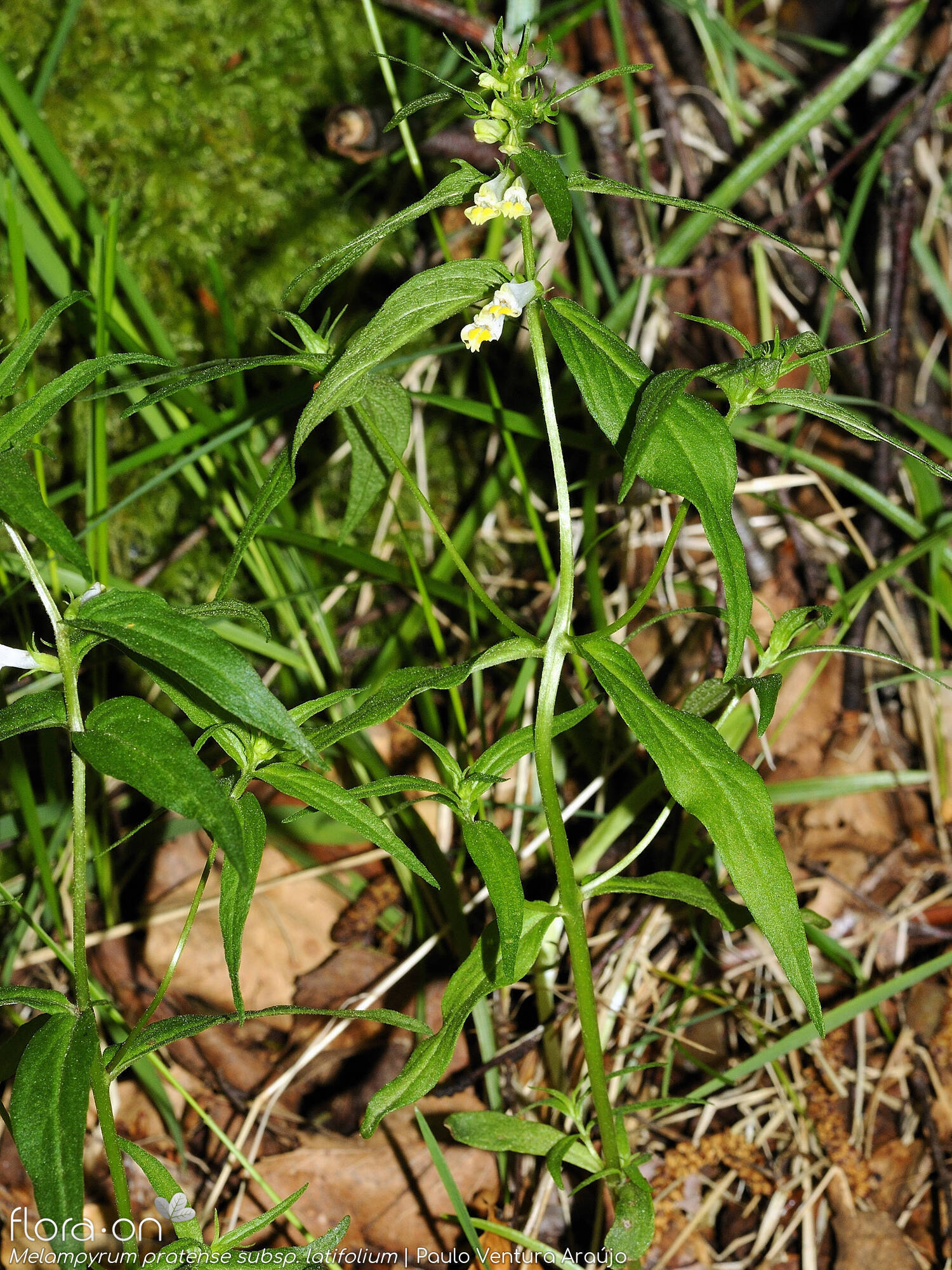 Melampyrum pratense latifolium - Hábito | Paulo Ventura Araújo; CC BY-NC 4.0