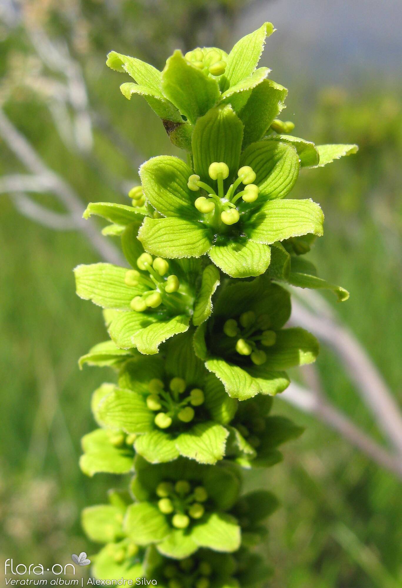 Melanthiaceae