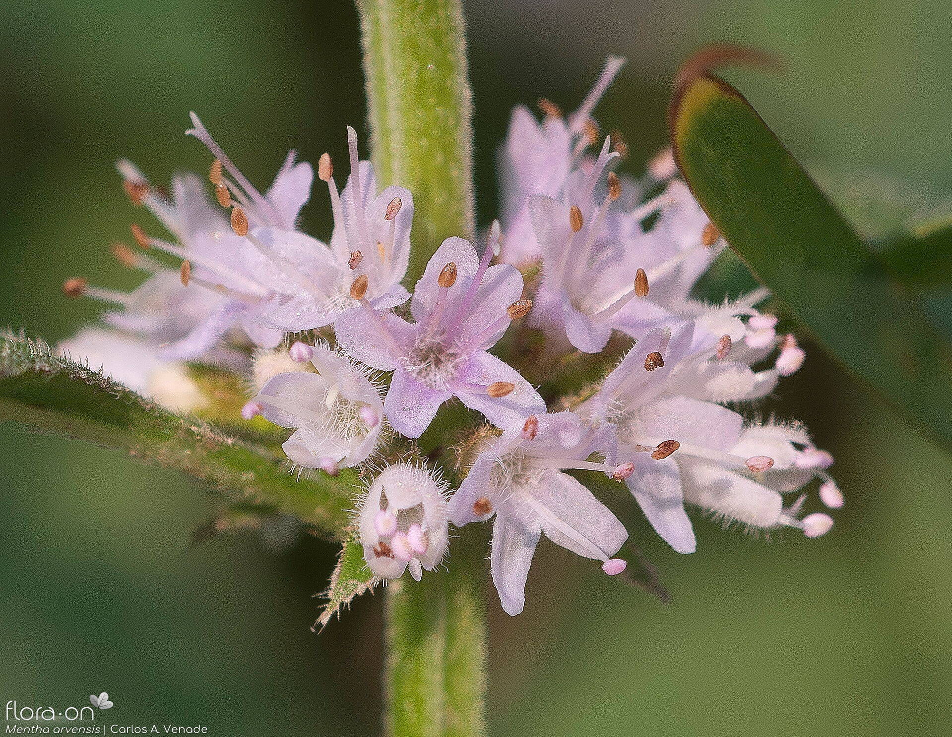 Mentha arvensis - Flor (close-up) | Carlos Venade; CC BY-NC 4.0