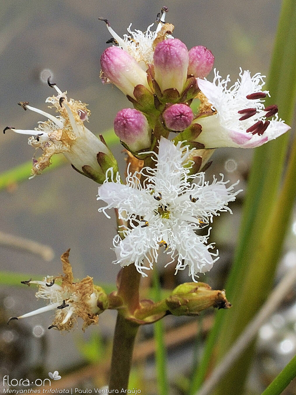 Menyanthaceae