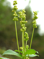 Mercurialis ambigua