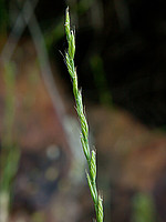 Micropyrum tenellum