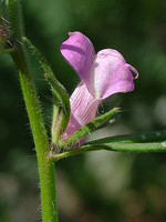 Misopates orontium
