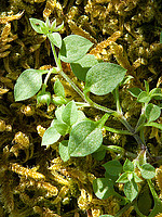 Moehringia pentandra