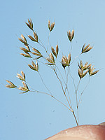 Molineriella laevis