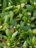 Montia fontana