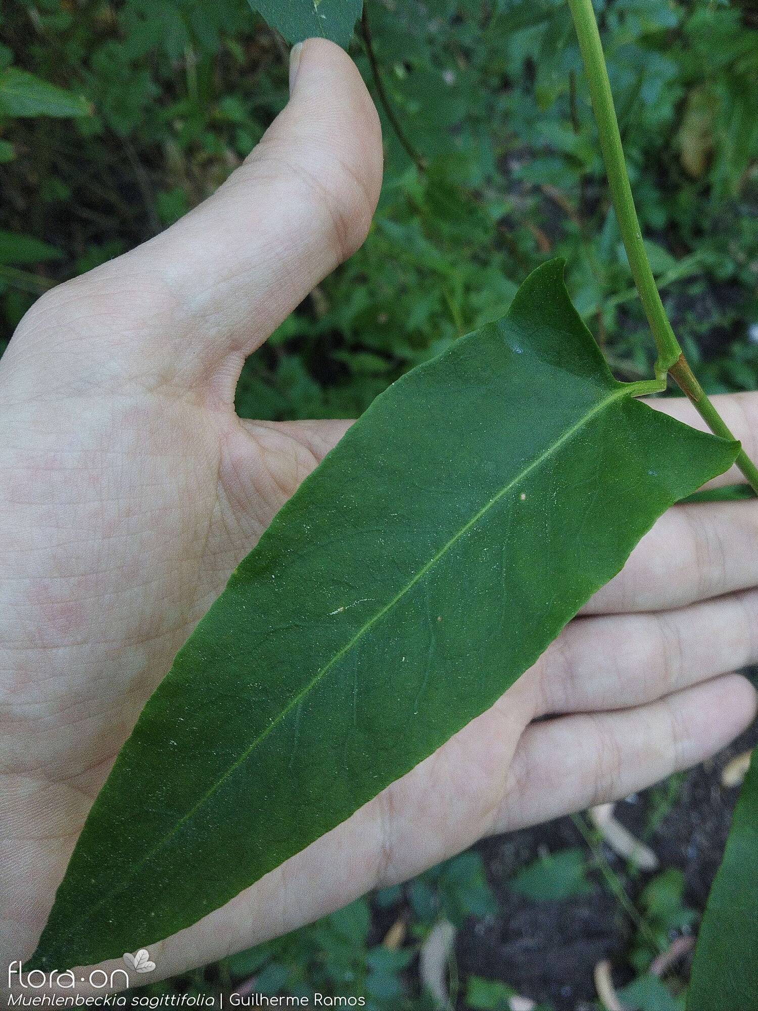 Muehlenbeckia sagittifolia - Folha | Guilherme Ramos; CC BY-NC 4.0