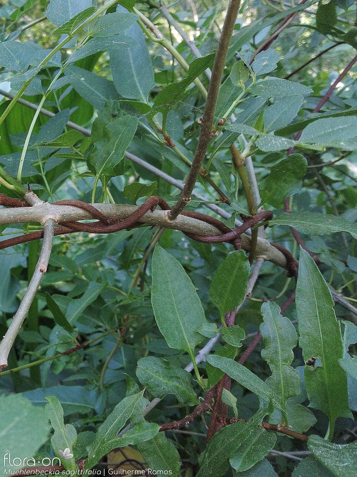 Muehlenbeckia sagittifolia - Caule | Guilherme Ramos; CC BY-NC 4.0