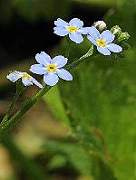 Myosotis secunda