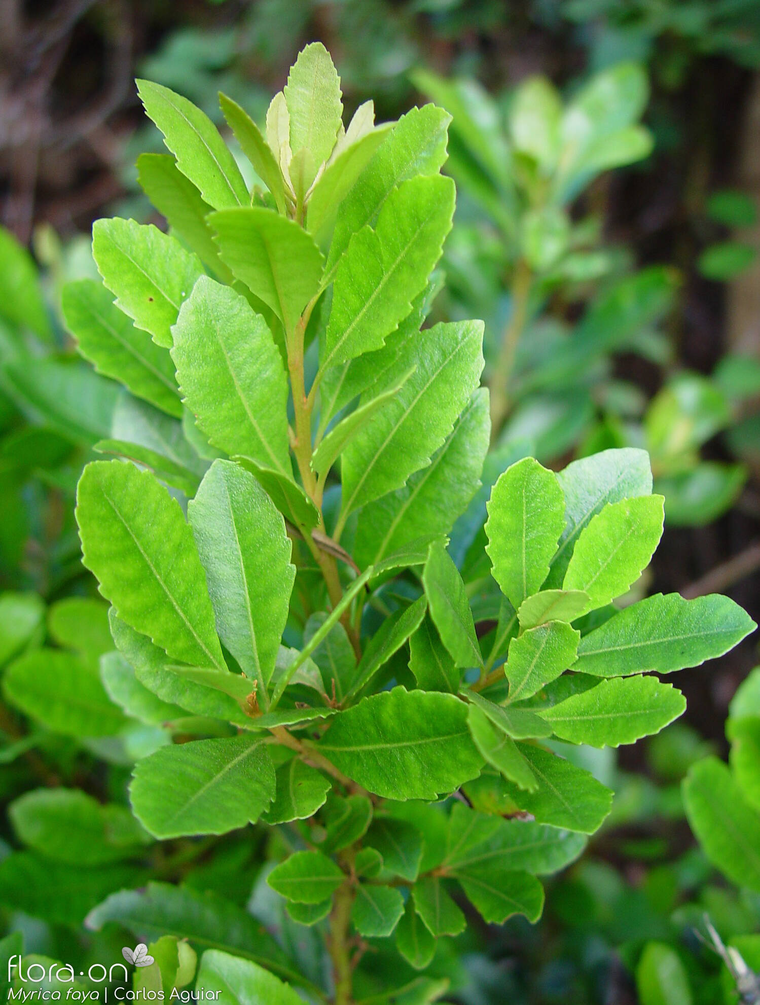 Myricaceae