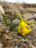 Narcissus asturiensis