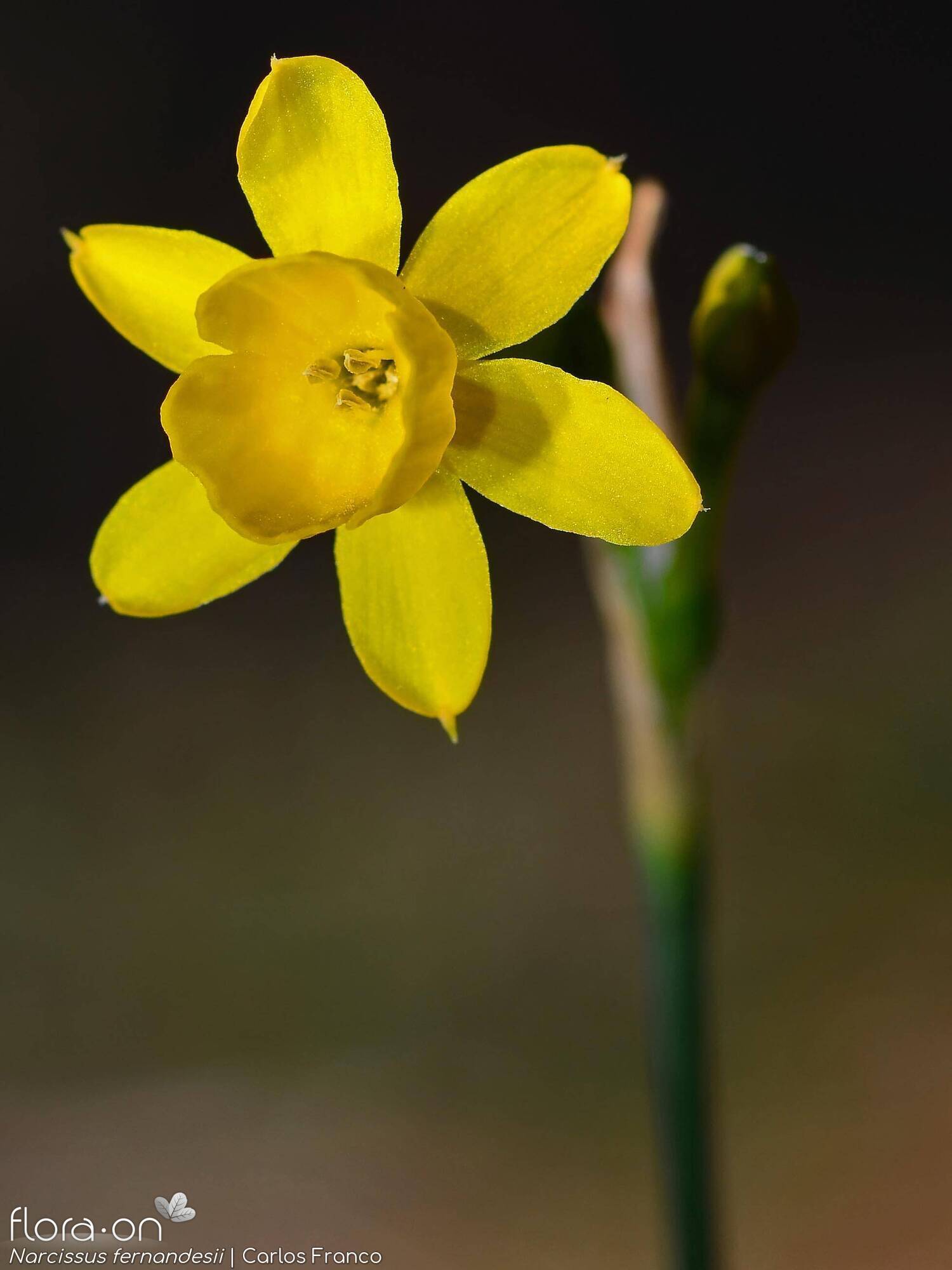 Narcissus fernandesii - Flor (close-up) | Carlos Franco; CC BY-NC 4.0