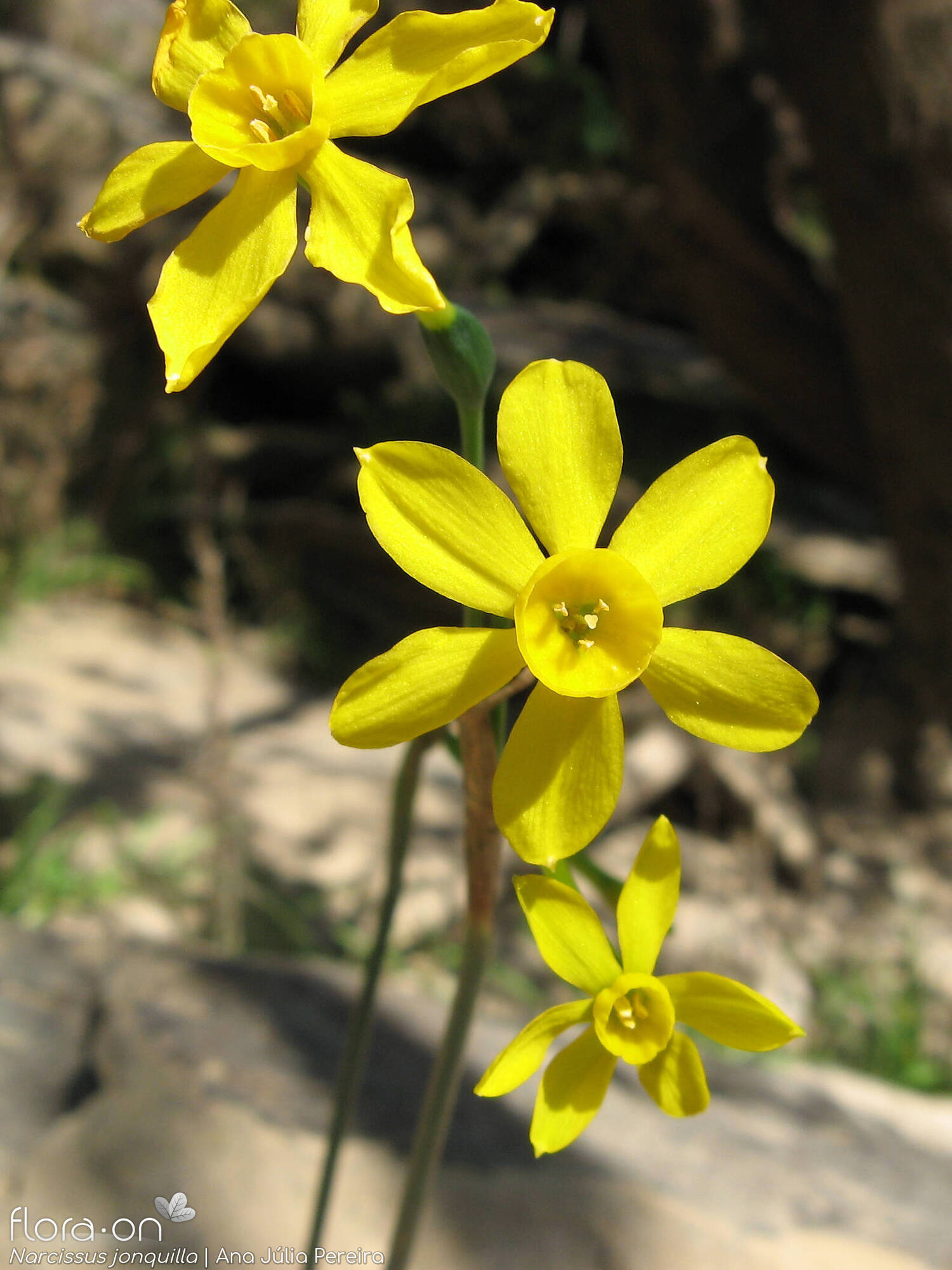 Narcissus jonquilla - Flor (close-up) | Ana Júlia Pereira; CC BY-NC 4.0
