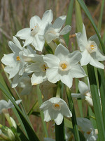 Narcissus papyraceus