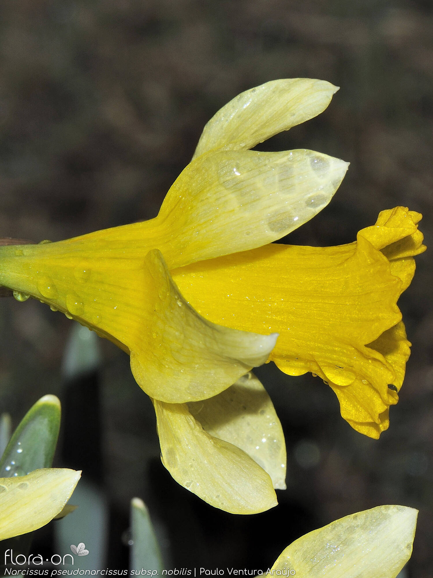 Narcissus pseudonarcissus - Flor (close-up) | Paulo Ventura Araújo; CC BY-NC 4.0