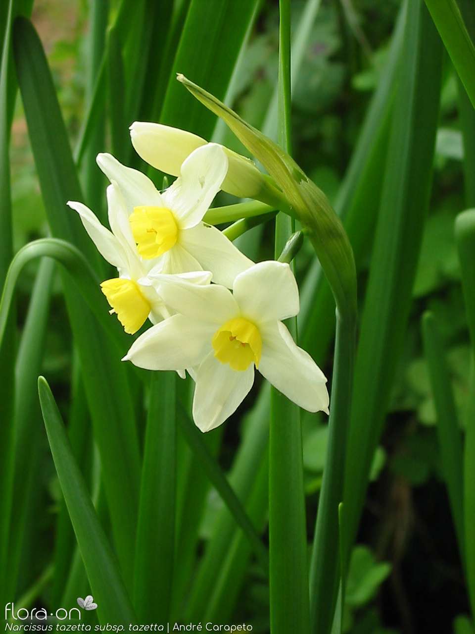 Narcissus tazetta tazetta - Flor (geral) | André Carapeto; CC BY-NC 4.0