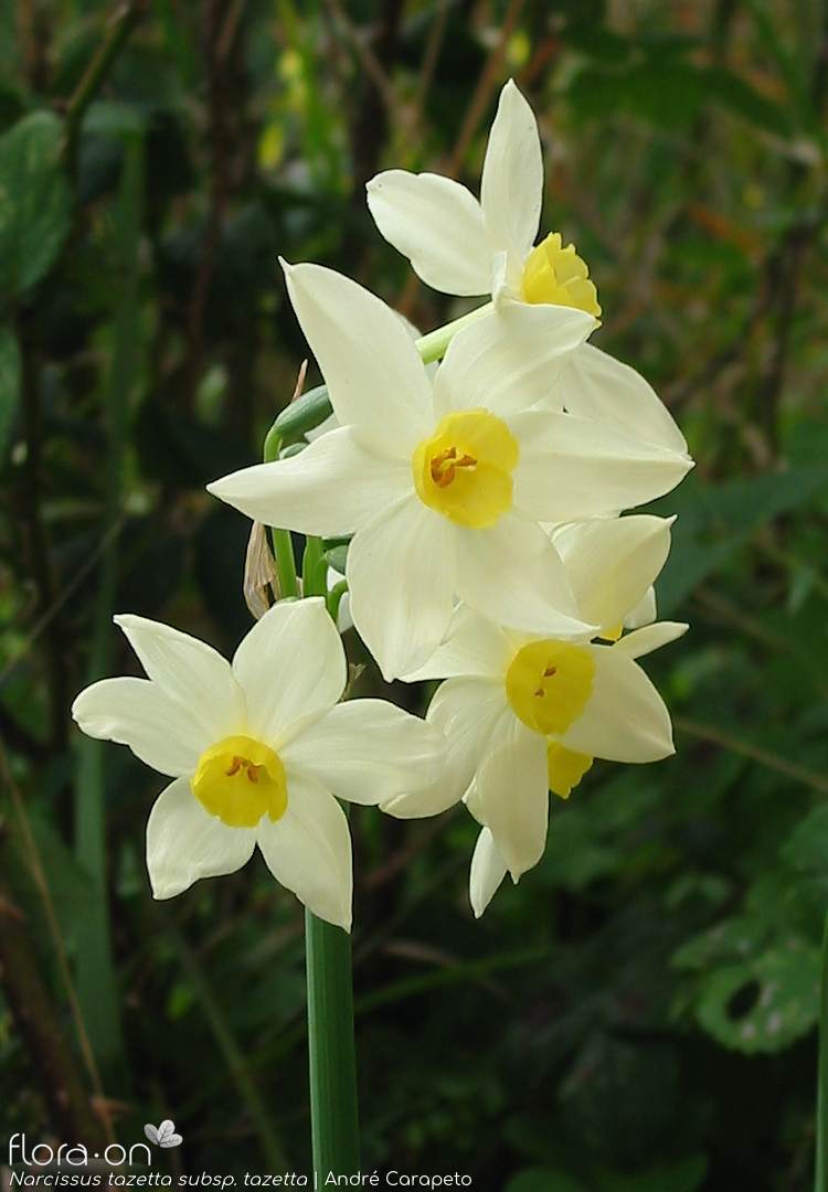 Narcissus tazetta tazetta - Flor (geral) | André Carapeto; CC BY-NC 4.0